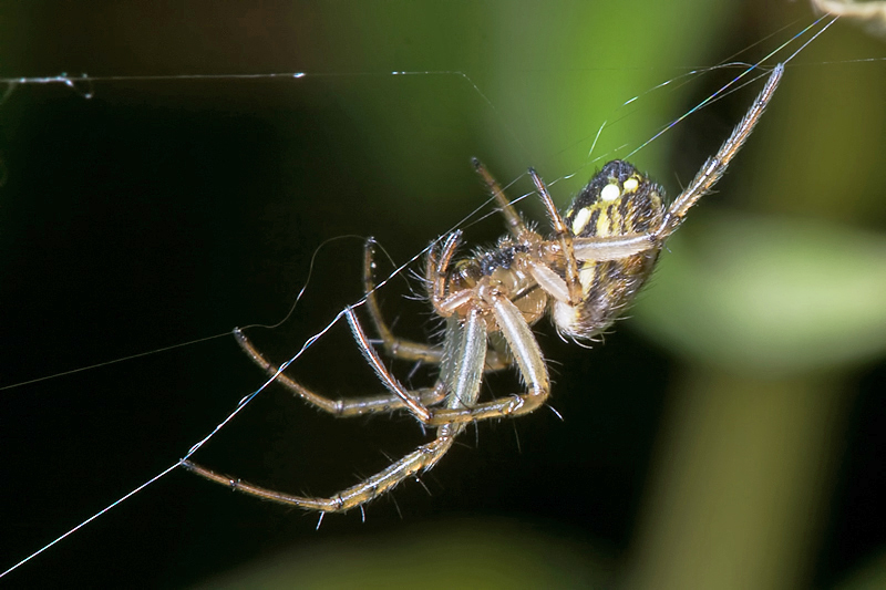 Mangora acalypha